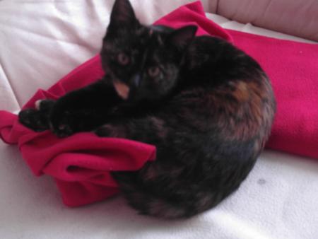Mon Chatton